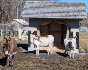 Here are Rufus, Billie, and Jude "JJ" Junior in front of their run-in shelter. When the weather is wet or windy, donkeys need access to a warm and dry shelter.