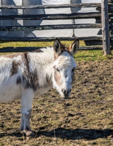 Jude Junior is about six years old. Female donkeys are called jennets or jennies. Jude Junior is the second jenny to join my herd – Billie is also a female donkey.