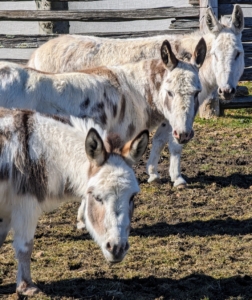 Do you know… a donkey is capable of hearing another donkey from up to 60-miles away in the proper conditions? They have a great sense of hearing, in part because of their large ears.