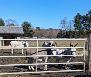 By late afternoon, the donkeys are ready to return to their stalls for supper. Here they are waiting to be walked to the stable - they know when it's time. Donkeys require a diet low in protein, sugar, and starch, but high in fiber.