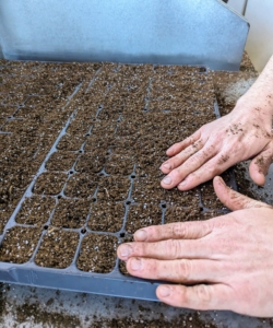 Here, Ryan is filling the trays with soil, making sure each cell of the tray is filled to the top.