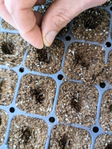 Here, Ryan drops the seeds into the cells by hand - one in each cell. Seeds are usually started about two months before the last frost in the area.