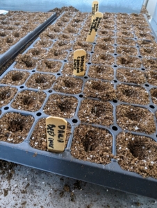 Markers are placed in the trays to indicate what seeds are in each row. Seedlings should start to appear within 10 to 14 days.