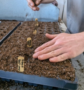 Once the entire tray has been seeded, Ryan adds a light layer of soil to cover the seeds.