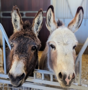 Donkeys are calm, intelligent, and have a natural inclination to like people. Donkeys show less obvious signs of fear than horses. Rufus and Truman Junior look over their gate eager for their grains.