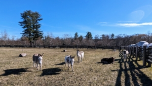 We repurpose natural elements here at the farm whenever possible. We put tree stumps in the paddock - the donkeys love to nibble at the bark and rub up against the wood and scratch.