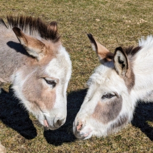Here are my two younger donkeys, Truman "TJ" Junior and Jude "JJ" Junior – affectionately named after my grandchildren. They joined my stable in May 2019 and are doing great. These two are very bonded and are never far apart.