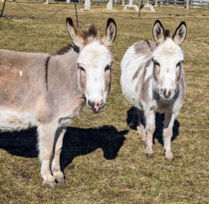 The thing to remember, however, is that donkeys cannot be overfed. Eating too much protein and other nutrient-rich foods can make them sick. They also tend to gain weight very easily. I am very glad these donkeys are in good shape.