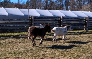 Every day as soon as the sun is up, all the donkeys are let out into their paddock. Ideally, the outdoor space should consist of donkey-safe grazing pasture, and at least half an acre of land – more if possible.