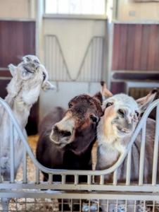 One look at my donkeys in the morning puts a smile on anyone's face. Here are three of my five donkeys, the boys - Clive, Rufus, and Truman "TJ" Junior.