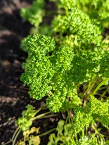 Here’s our bed of parsley. Parsley is a flowering plant native to the Mediterranean. It derives its name from the Greek word meaning “rock celery.” It is a biennial plant that will return to the garden year after year once it is established. We have both curly parsley...