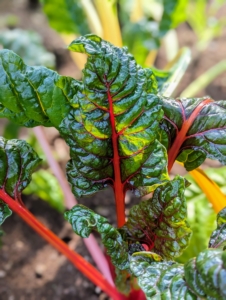 Chard has very nutritious leaves making it a popular addition to healthful diets.