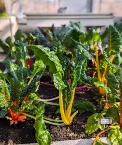 Other vegetables growing in this greenhouse include the Swiss chard. Swiss chard colors are so vibrant with stems of white, red, yellow, rose, and gold.