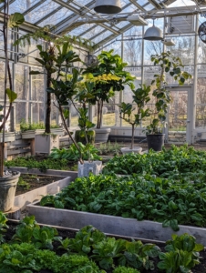 Finally, all the beds are watered and weeded. It won't be long before we start working on the outdoor beds, but for now, I am so fortunate to have this greenhouse where I can harvest flavorful and healthy produce all winter long.