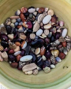 He explains the diversity of seeds, their beauty, and the importance of saving those seeds that may otherwise disappear. K says seeds evoke stories and are much more important than just their commodity - they pass down a rich history and value from generation to generation. Here, K shows members a bowl filled with seeds, showing the varied sizes and types.