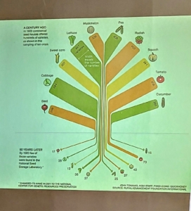 In this slide, K shows how seeds have changed over the years - how wide the variety options were a century ago, and how much they have lessened in the years following. More effort is needed to understanding the origin of seeds, the science of seeds, and ways we can preserve them.