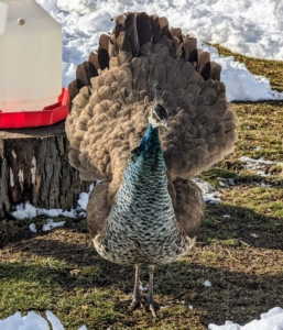 Females can also fan their short tails and do so when they feel threatened or want to appear bigger. This peahen was in no danger, but perhaps she didn't like her photo taken too closely.
