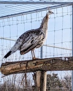 This hen is watching the activity from her perch. While these birds are ground feeders and ground nesters, they still enjoy roosting at higher levels. In the wild, this keeps them safe from predators at night. My outdoor birds all have access to natural perches made from old felled trees here at the farm.