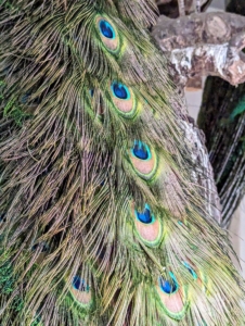 Each of the multicolored eyespots, ocelli, on the peacock's train is a complex structure with dark centers surrounded by concentric bronze-gold and blue-green regions. These eyespots are the most important attractions to the females during the breeding season.