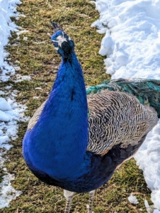 My peafowl live in a large pen outside my stable, completely enclosed to keep them safe from predators. Here is a beautiful and very curious “blue boy” coming to say hello.