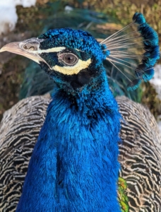 Both male and female peafowls have the fancy crest atop their heads called a corona. Male peacock feather crests are blue or green in color, while female crests are a more neutral shade of brown or cream.
