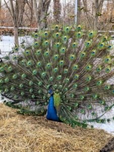 And here it is - a male just as he opened his tail. A mature peacock can have up to 200 feathers in his tail, which can weigh about a half pound during mating season. Peahens usually choose males that have bigger, healthier plumage with an abundance of eyespots.
