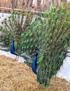 These peacocks are "twinning" it. Peacocks are polygamous by nature, often having several partners during the season, and after courtship, and mating.