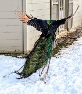 Peacocks can fly, but only two-percent of the time, and only for short distances. Peafowl learn to fly by about six-months of age.