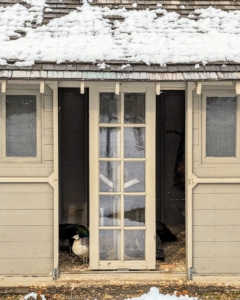 This is the outside of the coop. Peafowls are very hardy birds, and even though they are native to warm climates, they do very well in cold weather as long as they have access to dry areas away from strong winds. These birds will spend most of their days outdoors, and nights in their coop where it is warm and cozy.