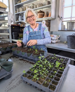Every winter my Skylands gardener, Wendy Norling, comes down to help at the Bedford farm. She comes just in time to transplant hundreds of growing flower seedlings. It’s a great way to learn about my farm and how its growing season differs from the one up in Maine.