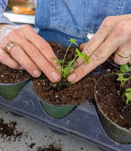 Wendy gently firms up the surrounding soil. She avoids handling the seedling by its tender stems, which can bruise easily. The stronger plants now have more room to grow before getting transplanted into the ground.