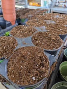 A good quality organic mix designed for seedlings will be fast draining and light. These mixes are formulated to encourage strong, healthy growth in new plants.
