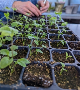When the seedlings are a couple inches tall and have reached their “true leaf” stage, which is when each seedling has sprouted a second set of leaves, it’s time for a process called selective thinning. Selective thinning prevents overcrowding, so seedlings don’t have competition for soil nutrients or room to grow.