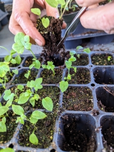 When thinning, Wendy carefully inspects the seedlings and determines the strongest ones. She looks for fleshy leaves, upright stems, and center positioning in the space. The smaller, weaker, more spindly looking seedlings are removed, leaving only the stronger ones to mature. These stronger specimens will be transplanted into larger cells or pots.