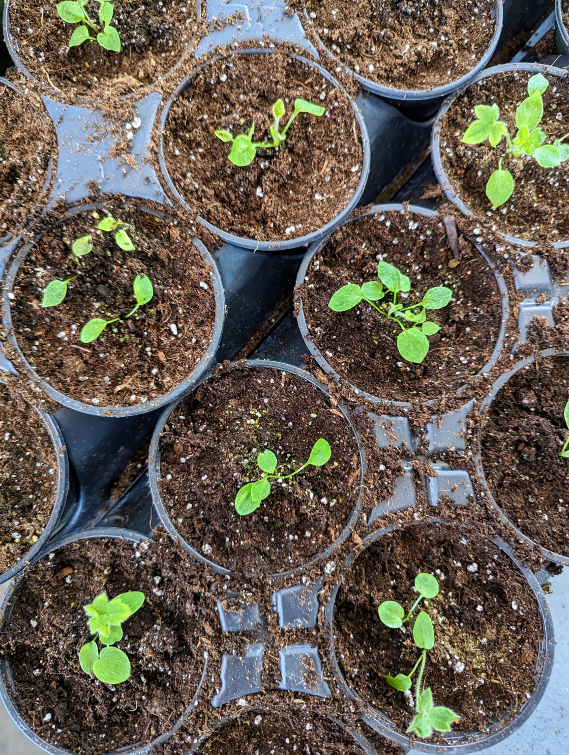 Transplanting Seedlings - The Martha Stewart Blog