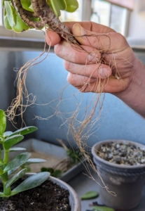 Succulent roots are light in color, long enough to hold the dirt in the pot, and veiny. Healthy roots will appear moist and will taper in thickness the further they get from the plant.