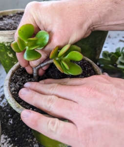 This is a jade plant, Crassula ovata. These succulents look like little trees, with a thick central stem, branches, and oval, green succulent leaves.