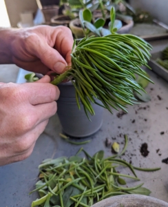 Senecio is another succulent grown for its decorative foliage. It is a great plant for trailing over a planter. Before planting, Ryan trims off anything unsightly, along with any leaves that are too close to the bottom of the stem and then just presses the stem into the soil mix.