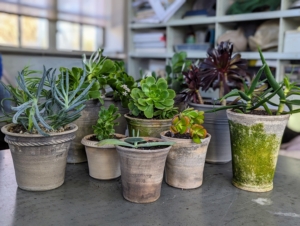 Succulents are often grown as ornamental plants because of their striking shapes. Succulents, or fat plants, are those that store water in fleshy leaves, stems, or stem-root structures for times of drought. Most varieties need lots of light, at least half a day to a full day of sunlight.