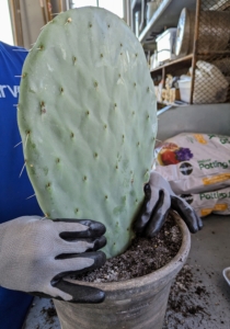 Then, using thick protective gloves, Ryan inserts the base end of the prickly pear cactus into the pot just enough so it stands upward.