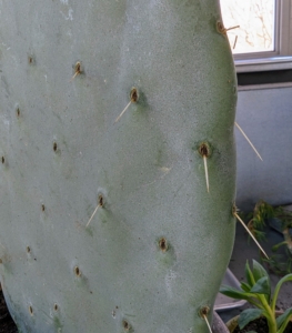 Opuntia, commonly called the prickly pear cactus, is a genus of flowering plants in the cactus family Cactaceae. Prickly pear cactus is easily identified by its broad, flat, green pads. They also have tiny, sharp, and irritating barbed hairs on the pads known as glochids.
