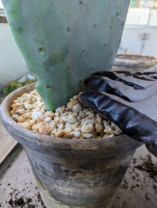 Ryan adds some pea gravel to the top of the pot. Pea gravel, so named because the pieces are pea-sized, is available at garden centers and comes in different colors.