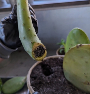 The butt end of the cactus pad is left alone for a couple days to heal and dry before setting it in sandy, well-drained soil. In fact, all the new succulents were left to form calluses where they were severed from the mother plants.