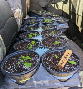 The seedlings are then loaded into our trusted Polaris vehicle, so they could be transported to one of my hoop houses, where they can continue to grow. Foxglove, Digitalis, is an attractive plant that grows throughout the United States. It grows in the wild and is cultivated in private gardens for its beauty. Its bell-shaped flowers are usually bright purple but can sometimes be white, cream yellow, pink, or rose and generally bloom in the spring.