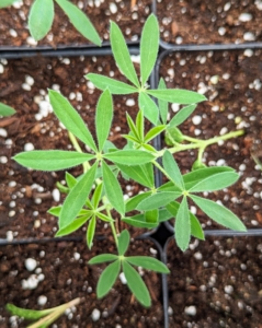 The tiny seeds we planted just a few weeks ago are already sprouting and ready to move. These seedlings are lupines - those colorful pea-like flowers with an upper standard, or banner, two lateral wings, and two lower petals fused into a keel.