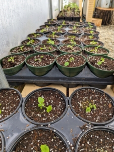 These seedlings will remain here until spring when they are transplanted outdoors.