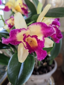 On the other side of the room is this bright yellow and magenta colored orchid. Optimum temperatures for potted orchids in winter are 45 to 55-degrees Fahrenheit at night and 65 to 75-degrees Fahrenheit during the day.