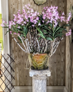 Here is another Dendrobium in pink. Notice the roots on the outside of the pot - these roots creep over the surface instead of growing in the soil.