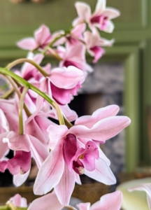 Fresh cut orchids have an impressive shelf life. With proper care, they can last for weeks.