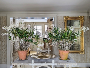 These white Dendrobiums look great on this center table in my foyer. The evergreen canes are topped by a single three to five inch long inflorescence, each one producing four to eight flowers.